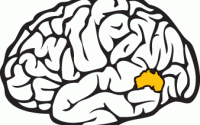 Morethanluck-brain