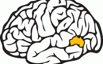 Morethanluck-brain