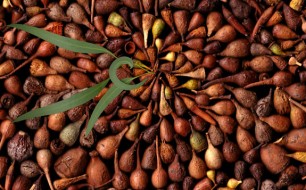 seeds