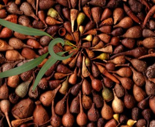 seeds