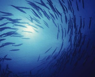 IMAGE_FISH_StockingUp_WEB IMAGE_FISH_StockingUp_WEB