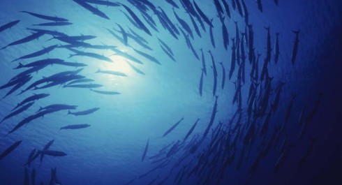 Stocking Up: Securing Our Marine Economy | LANDMARK REPORT