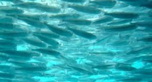 Zoning South Australia’s marine parks | OCCASIONAL PAPER